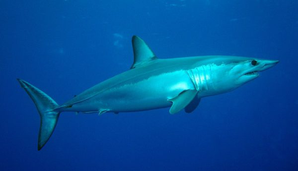 Mako shark