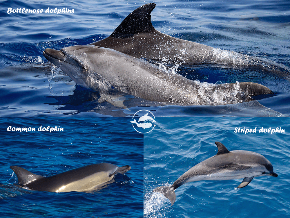 Different dolphin species