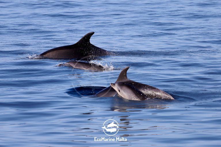 Boats approaching dolphins