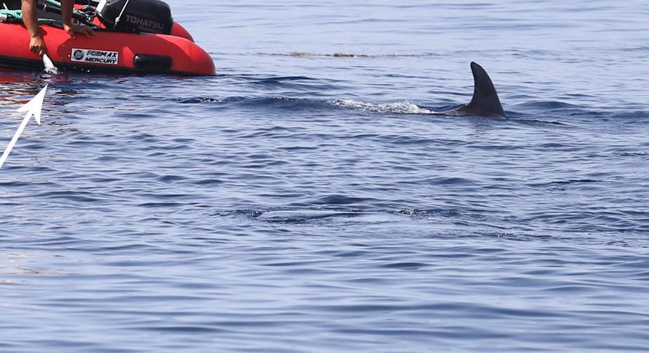 Two dolphins swimming together