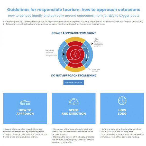 Dolphin near boat interaction