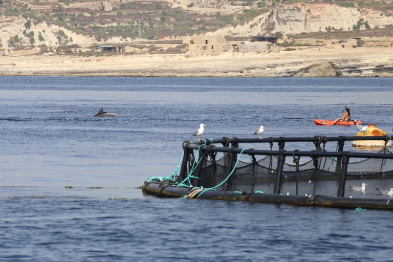 Responsible dolphin watching guidelines