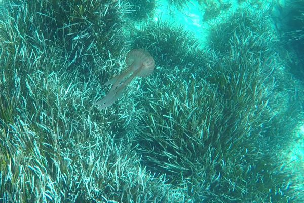 Rocky coastline Malta