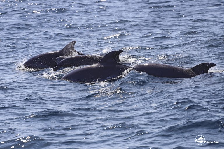 Group of bottlenose dolphins