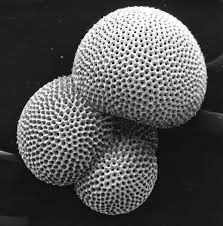 Globigerina structure