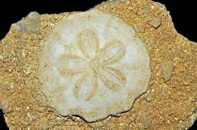 Fossil example 1