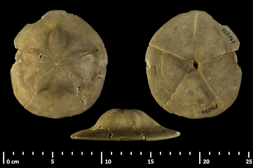 Posidonia oceanica seagrass