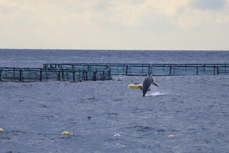 Dolphin jumping near aquaculture site