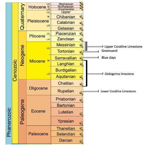 Seagrass carbon cycle diagram
